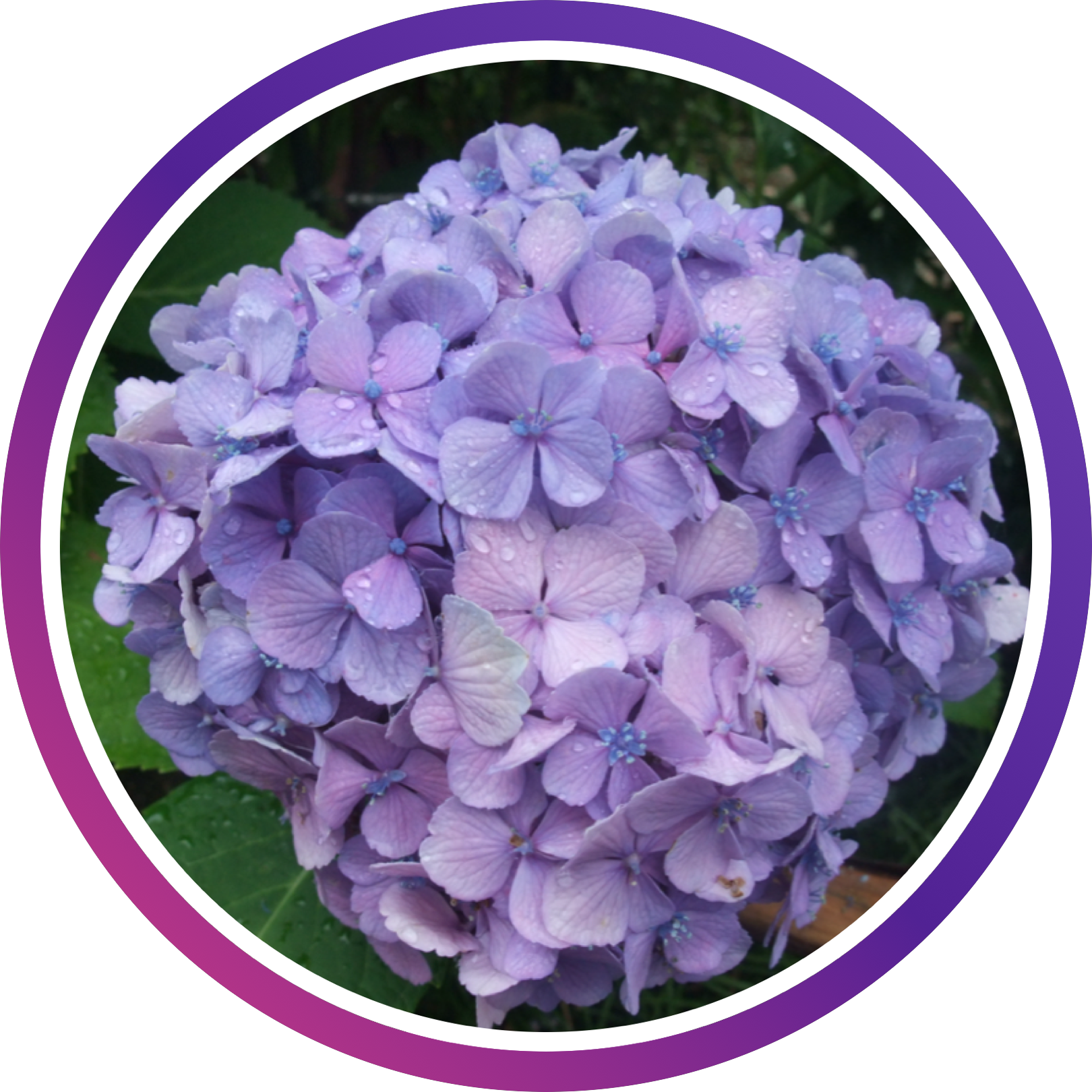 ブッキー・ヨー（Buki Yo）